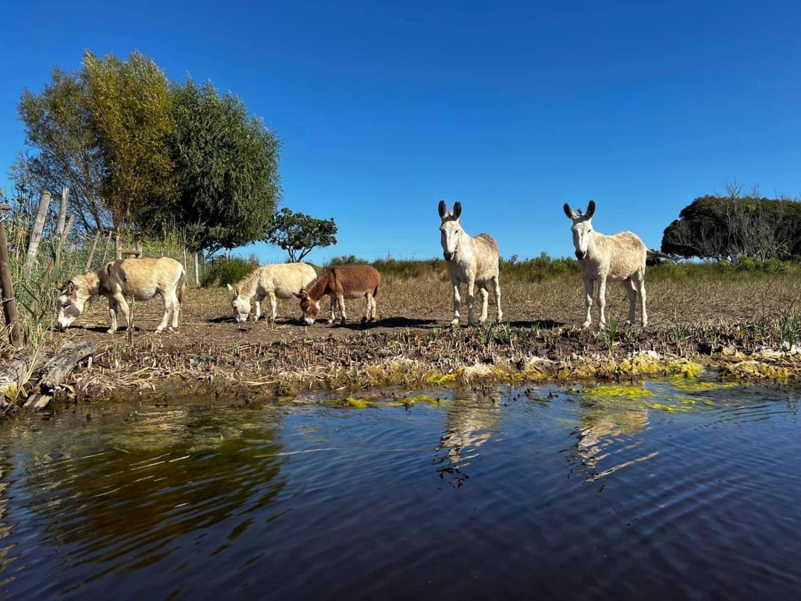 Rivergate Guest Farm Stanford Εξωτερικό φωτογραφία